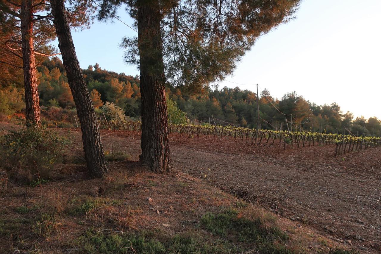 Masia Sagues *